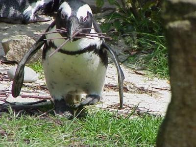 Afrikaanse pinguin (32 K)