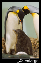King penguin chick