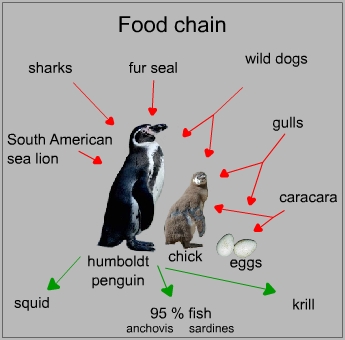 Food chain of a humboldt penguin
