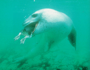 Zeeluipaard