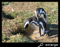 Magellanic penguins embracing