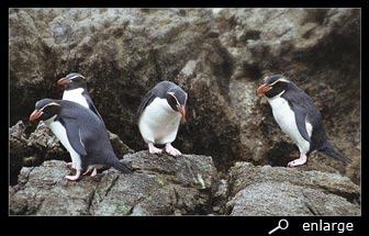 Snares penguin