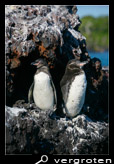 Galapagos pinguins