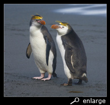 Royal penguins