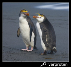 Schlegel pinguins