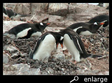 Couple gentoo penguins