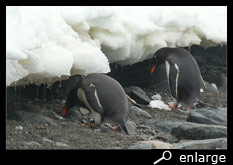Drinking gentoo penguins