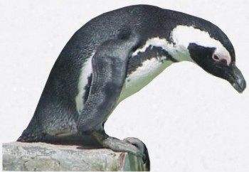 Afrikaanse pinguin (20 K)