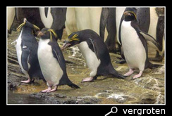 Macaroni pinguin die een rotsspringer bedreigt