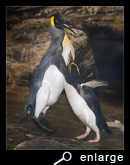 Macaroni penguin against king penguin