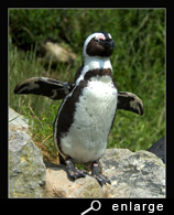 Spreading flippers of an african penguin
