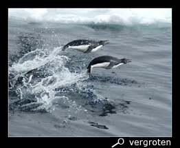 Dolfijnspringen