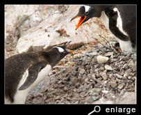 Offering stone among gentoo penguins