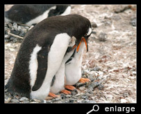 Feeding a gentoo penguin chick