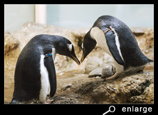 Bowing of gentoo penguins