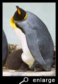 Guarding a king penguin chick