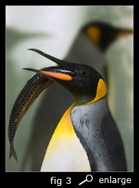 Fig 3: King penguin with fish