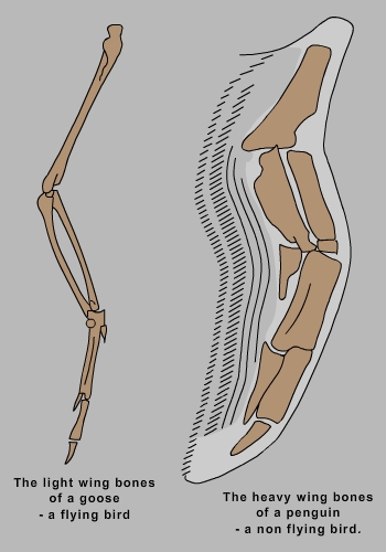 Bones of a penguin