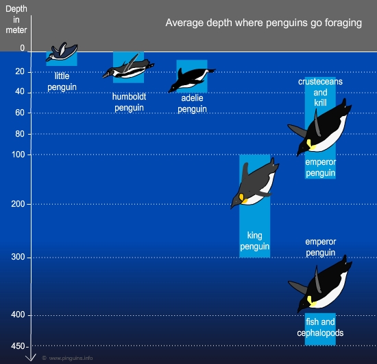 Average diving depth