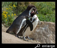 Humboldt penguins embracing each other