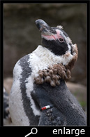 molting humboldt penguin