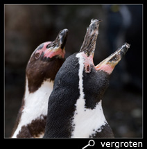 Balken van afrikaanse pinguïns