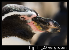 fig 1: Bek van een humboldt pinguin