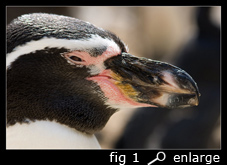fig 1: Bill of a humboldt penguin