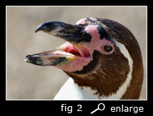 fig 2: Bill of a humboldt penguin