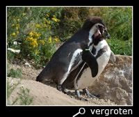 Couple humboldt penguins