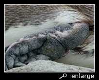 Feet of a humboldt penguin