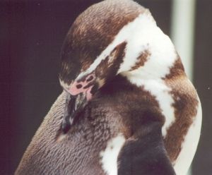 Humboldt penguin (13K)
