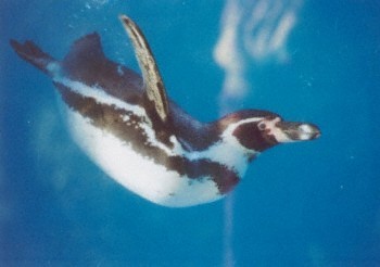 Humboldt penguin (15K)