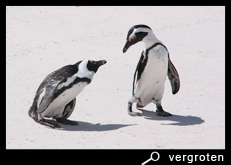 Starende afrikaanse pinguïns