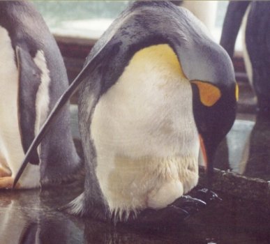 Breeding king penguin ( 117 K)
