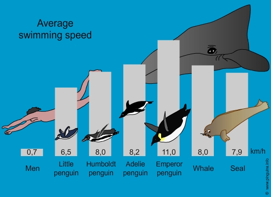 Average swimming speed
