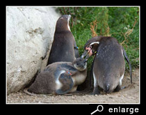 Preening among humboldt penguins