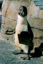 Humboldt wijst weg naar pinguinschool (20 K)