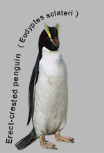 erect-crested penguin