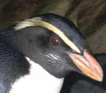 dikbek- of fjordland penguin