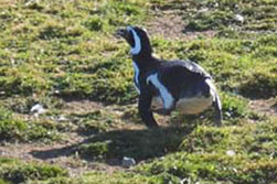 magelhaen pinguin