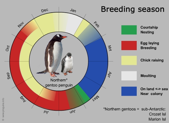 breeding cycle northern gentoo penguin