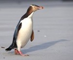 geeloog  penguin