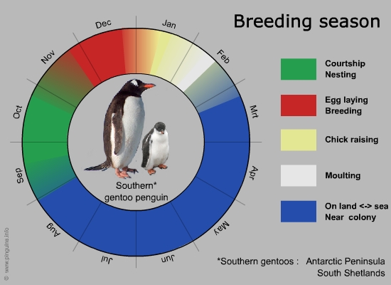 breeding cycle southern gentoo penguin