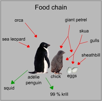 Food chain of an adélie penguin