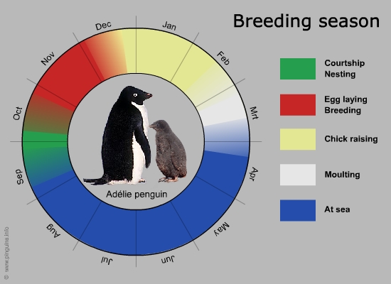 breeding cycle adélie penguin