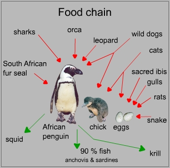 Food chain of a African penguin