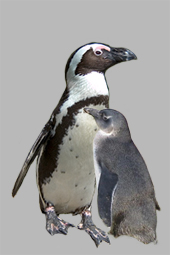 afrikaanse pinguin