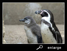 humboldt penguin (100 K)