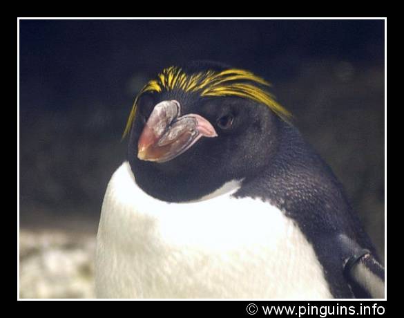 Macaroni penguin head